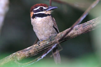 Bruinkapbaardkoekoek - Argicus macrodactylus